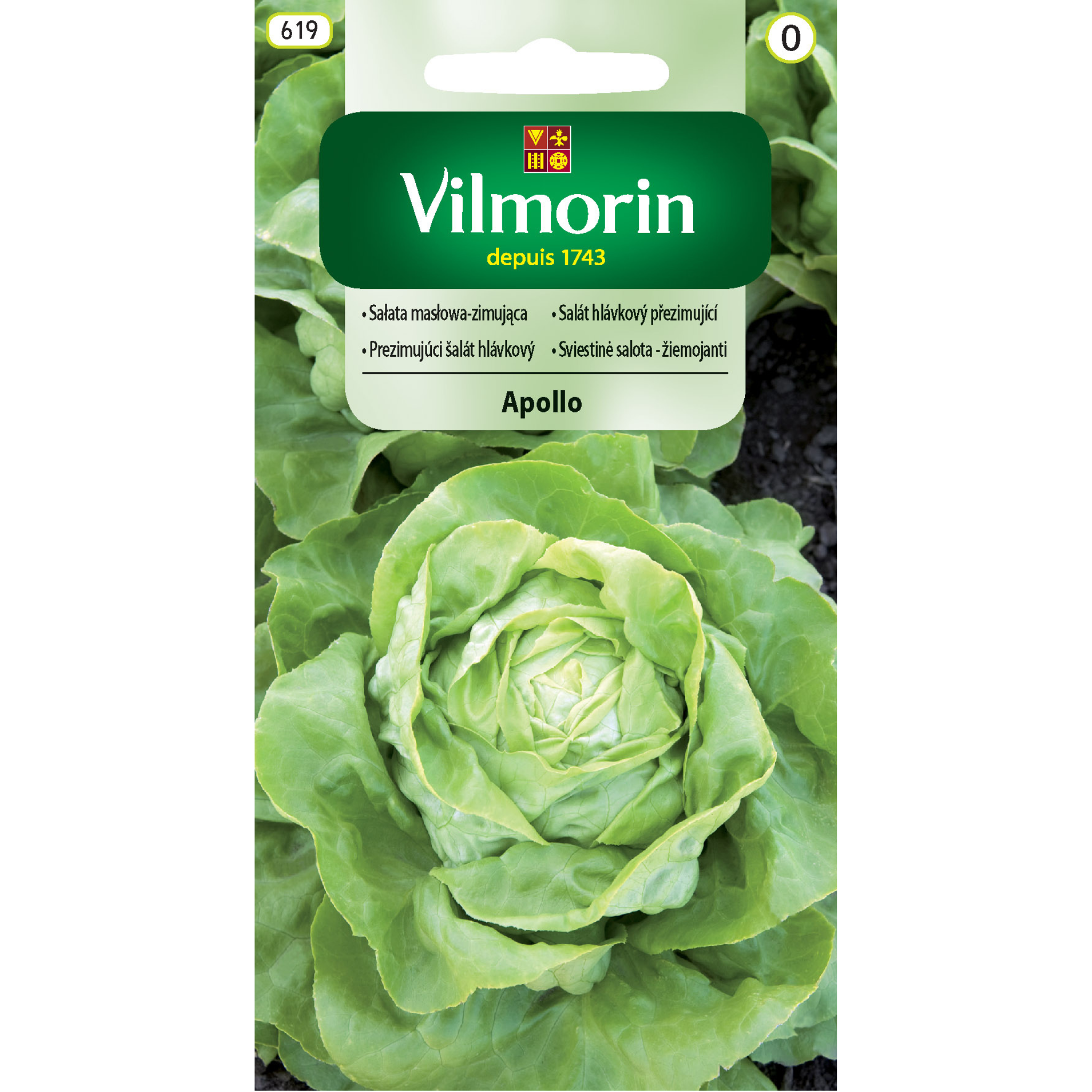 Sałata masłowa zimująca Apollo 1g Vilmorin