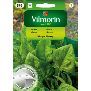 Szpinak Zimowy Olbrzym Vilmorin na taśmie 7m