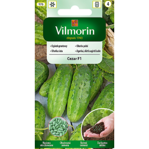 Ogórek Cezar F1 otoczkowany 50 szt Vilmorin