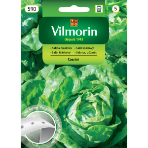 Sałata masłowa Cassini Vilmorin na taśmie 7m