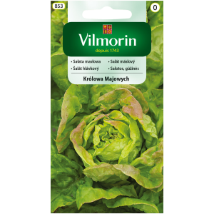 Sałata masłowa Królowa Majowych 1g Vilmorin
